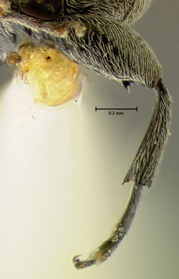 Media type: image;   Entomology 25049 Aspect: hind tibia